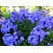 Флокс метельчатый 'Блу Парадайз' /                      Phlox paniculata 'Blue Paradise'